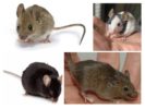 Mga species ng mouse