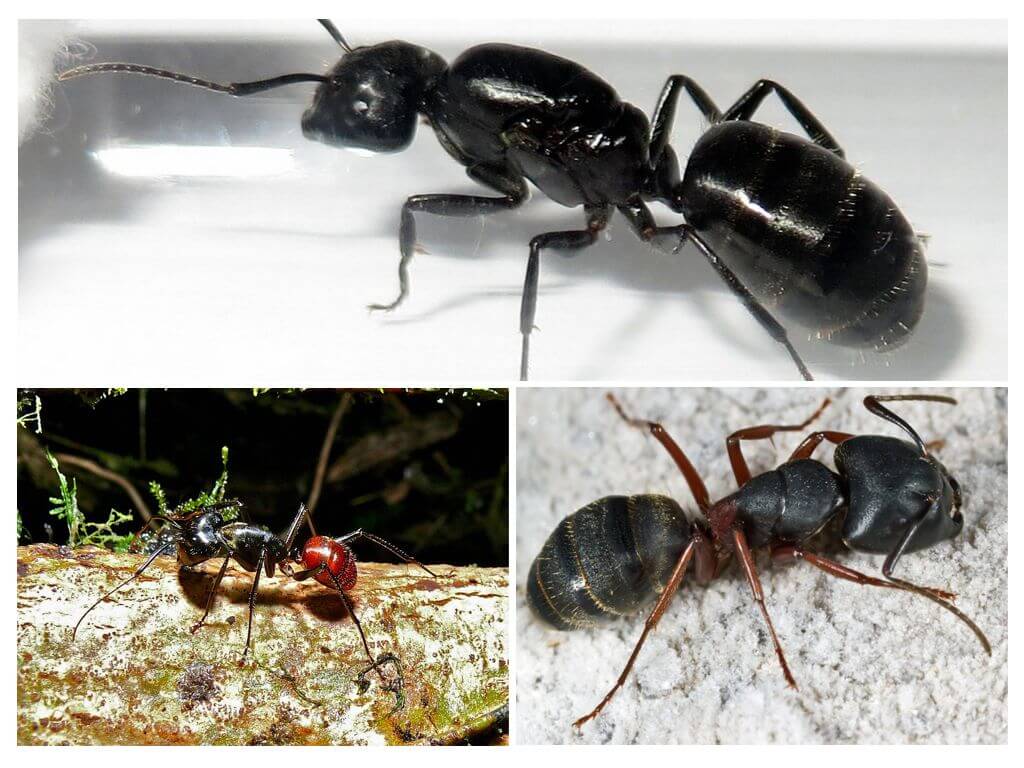 Ang pinakamalaking mga ants sa mundo