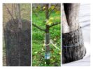 Proteggere gli alberi dai topi