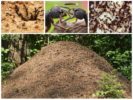 Insectenbehuizing