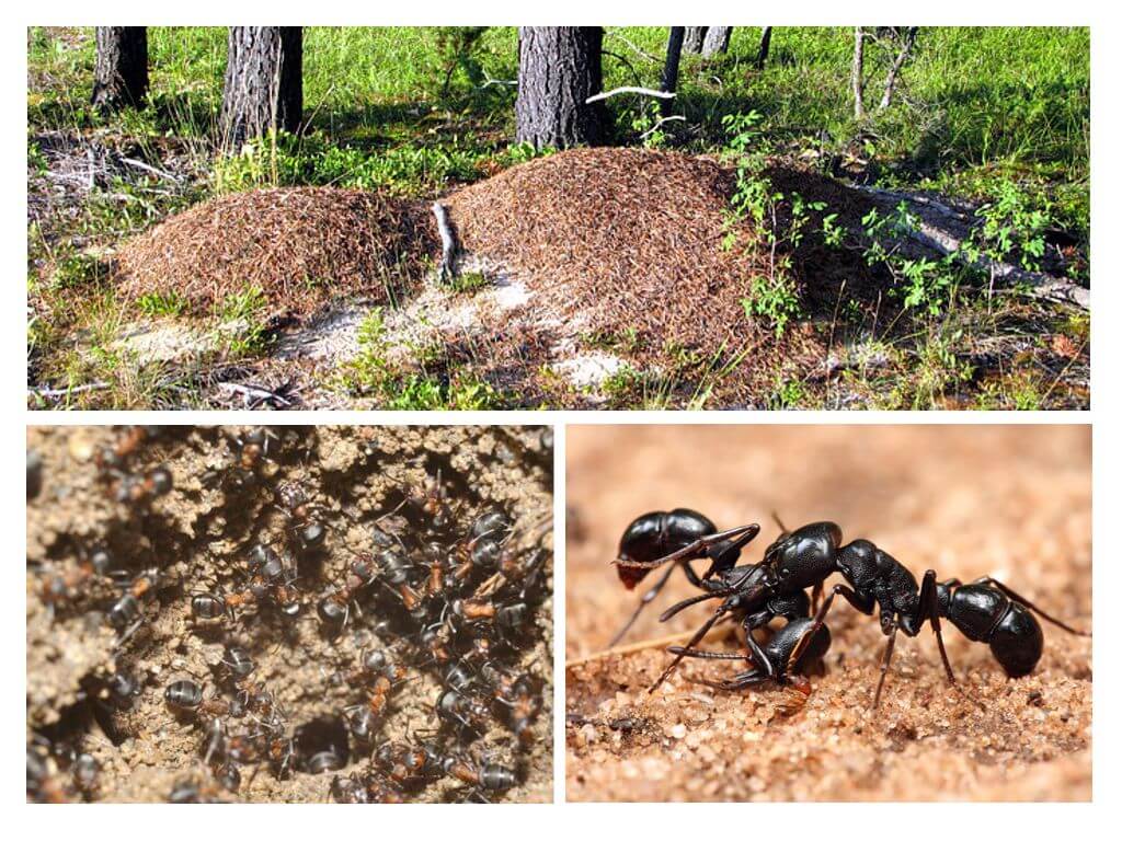 Anthill apparaat