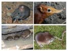 Shrew habitat