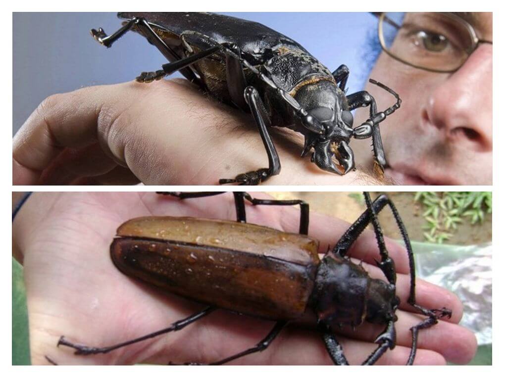Beetle lumberjack titanium