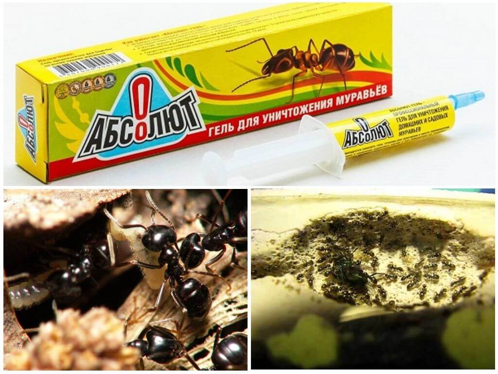 Absolútne od mravcov