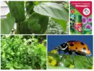 Mga pamamaraan ng biolohiko mula sa aphids