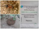 Kyselina boritá z hmyzu