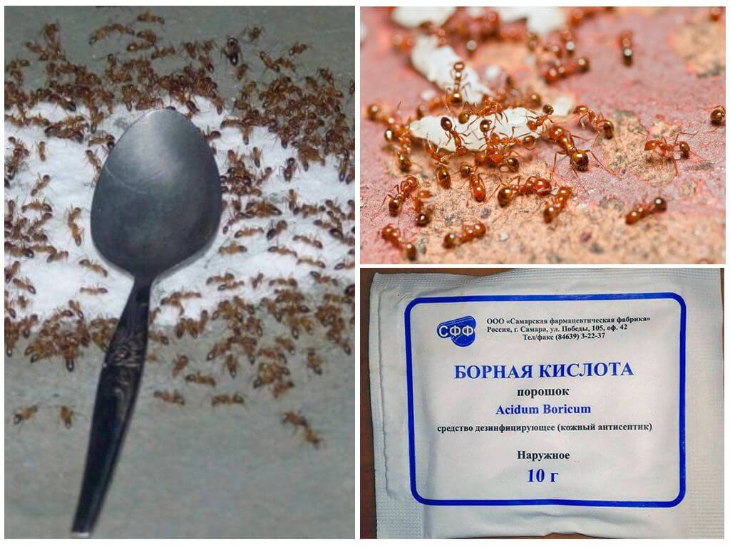 Ako sa vysporiadať s červenými mravcami