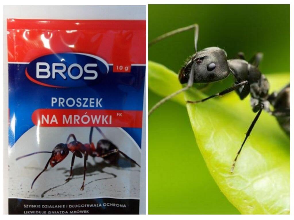 Korjaus Ant heittää
