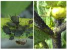 Bladluizen op groene tomaat