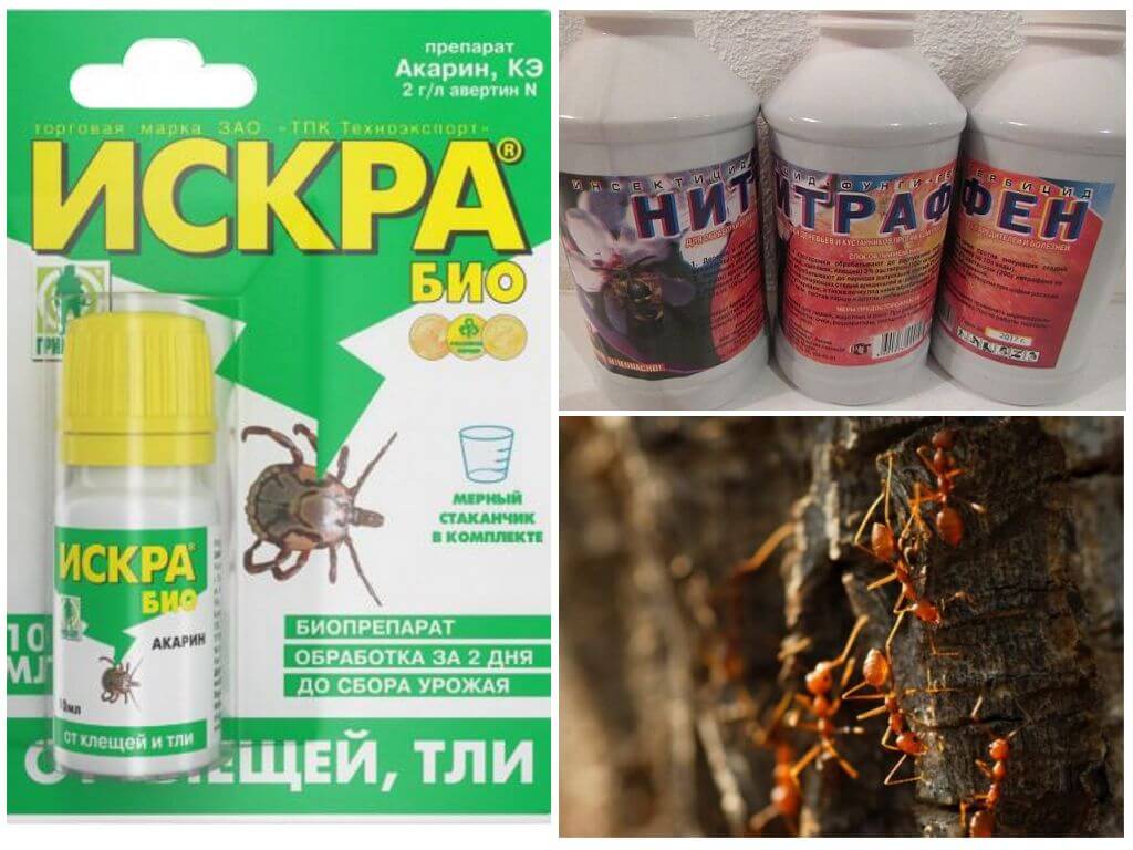 Ako sa vysporiadať s mravcami a voškami na jabloni