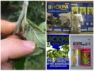 Legemidlet fra bladlus blad Golden Spark