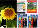 Pesticidi di afidi sul girasole