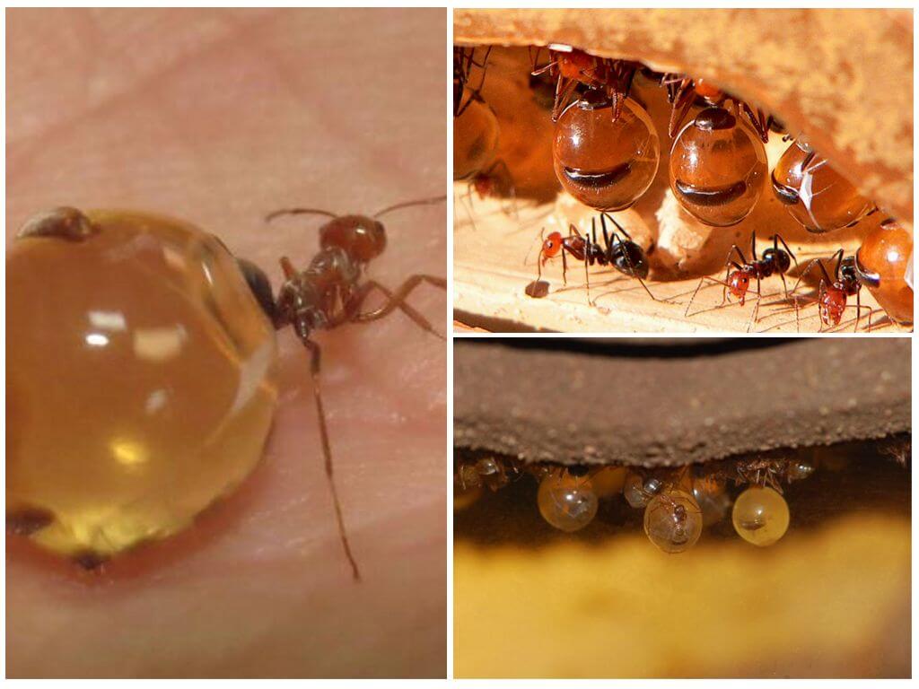 Mga honey ants