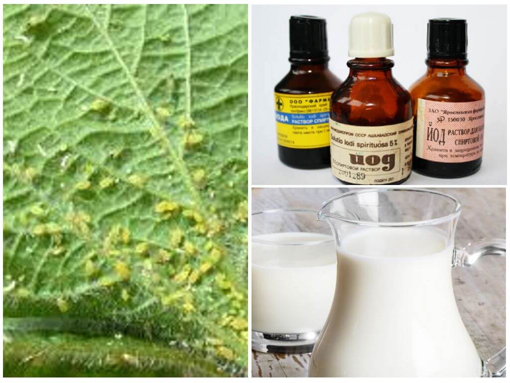 Melk met jodium van bladluizen