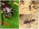 Ant bullet