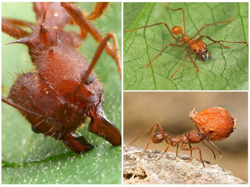 Mga Atta ants