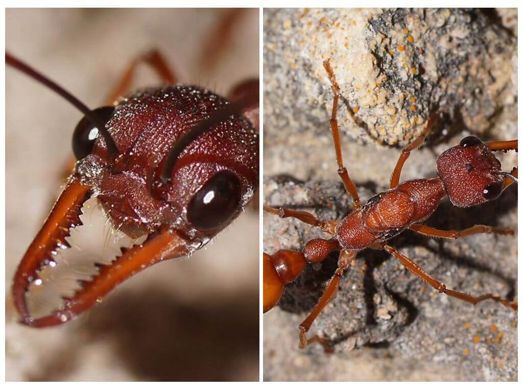 Bulldog Ants