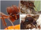 Pamutol ng dahon ng Ant