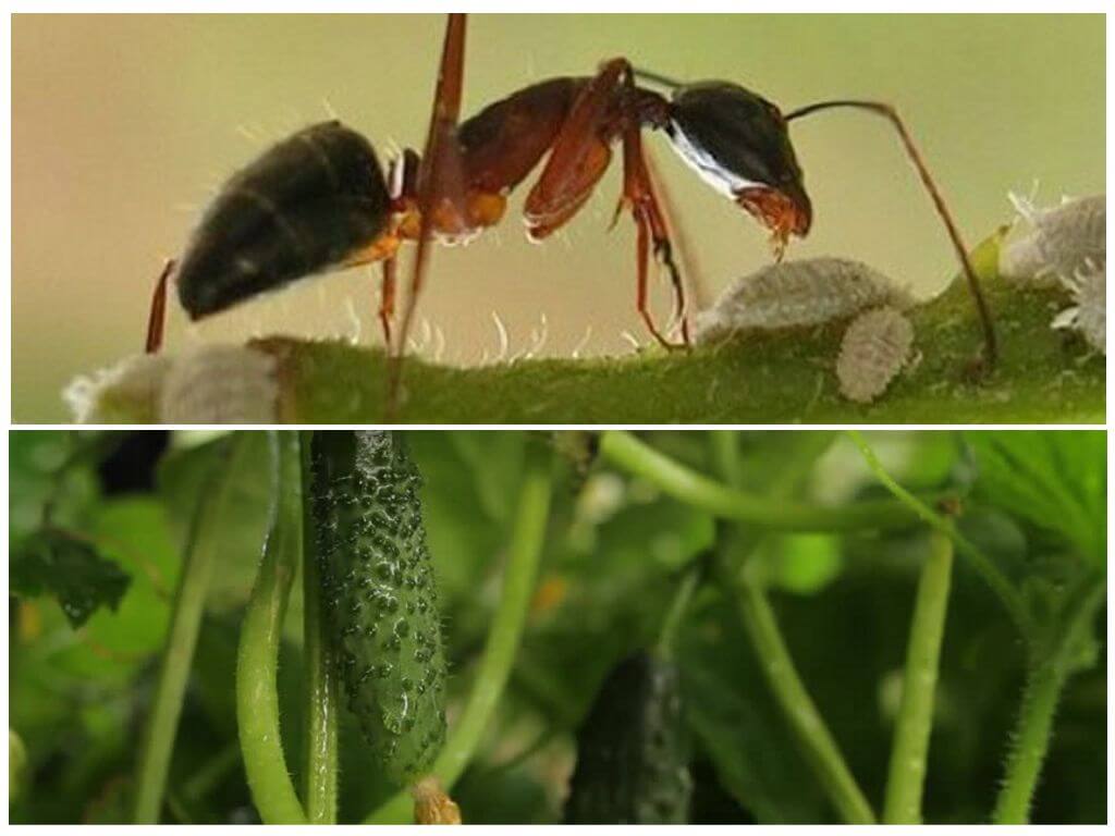 Ako sa vysporiadať s mravcami na posteli s uhorkami