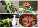 Mga remedyo ng katutubong para sa aphids