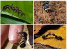 Lifestyle ng Paraponera clavata