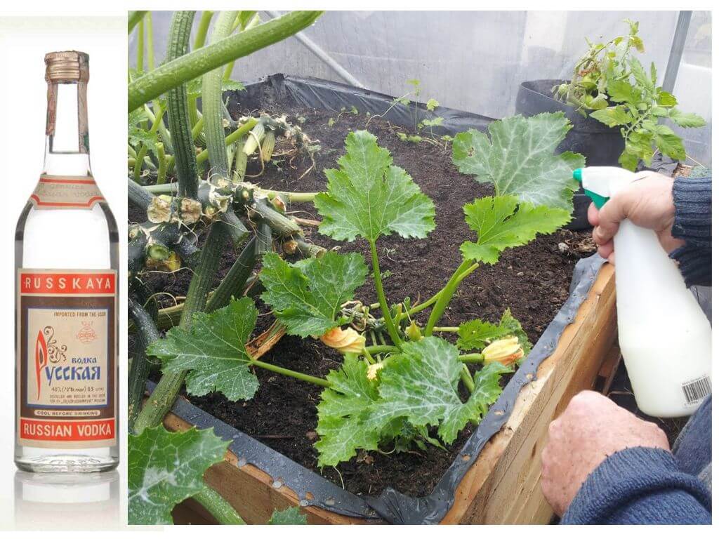 Wodka versus bladluizen