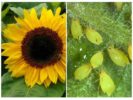 Afidi sul girasole