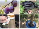 Måder at kontrollere insekter