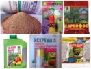 Aphids