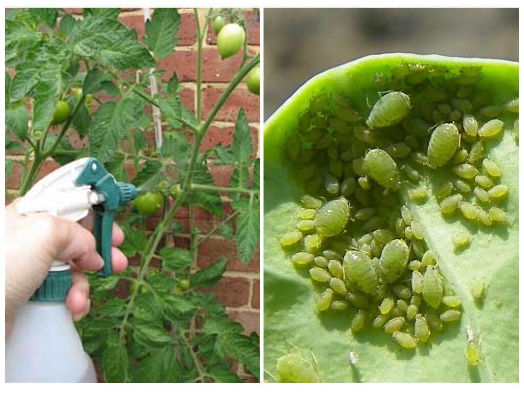 Knoflook versus bladluizen