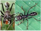 Ant-luoti
