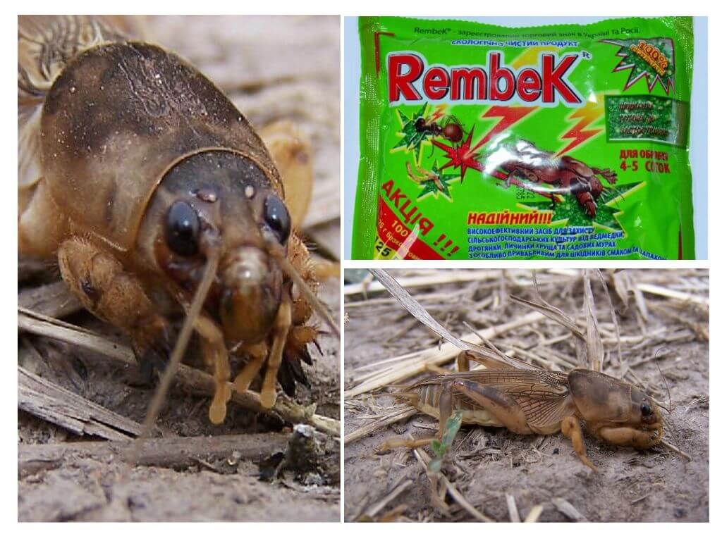 Rembek fra bjørnene