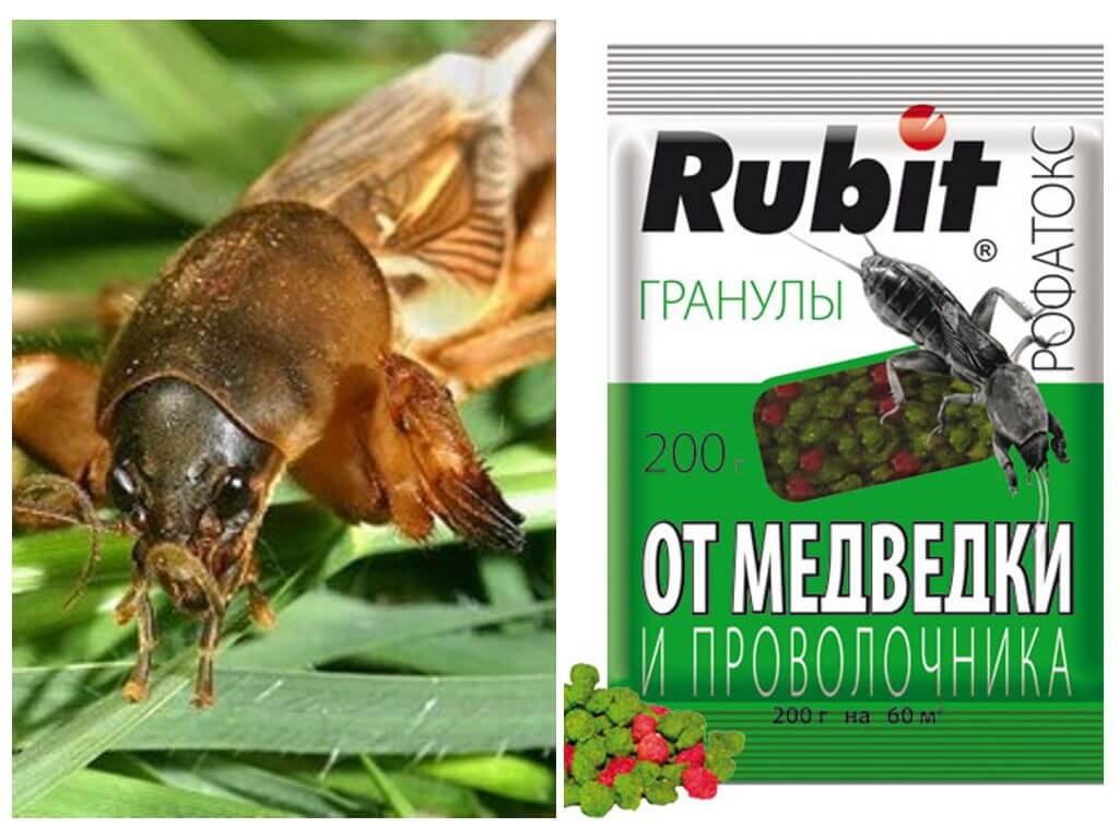 Hakning af Rofatox-granuler fra bjørnen og wireworm