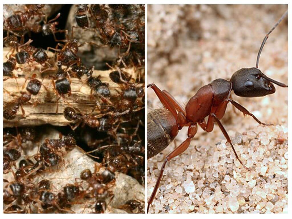 Kagubatan ng mga pulang ants