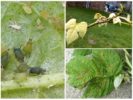 Aphids sa mga raspberry
