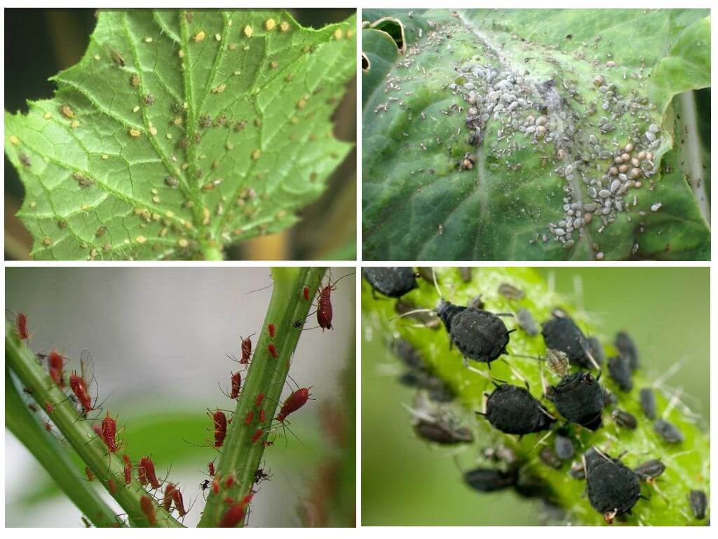 Hoe om te gaan met bladluizen in de tuin en in de tuin met folkremedies