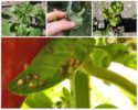 Aphids sa paminta