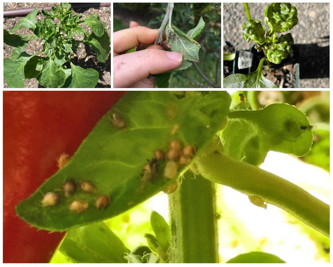 Hoe en hoe om te gaan met bladluizen op peper in een kas en in de volle grond