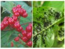 Aphids sa viburnum