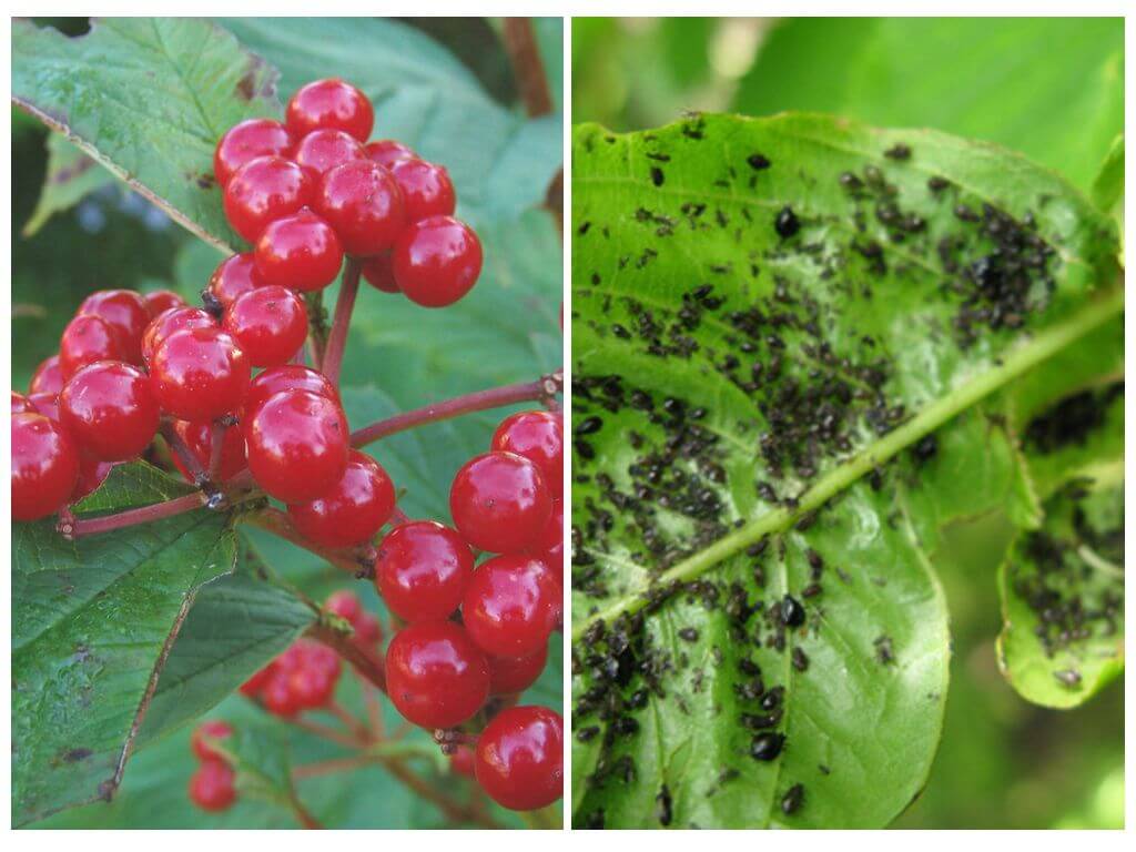 Hoe en hoe viburnum te behandelen tegen bladluizen
