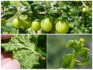 Mga aphids ng gooseberry