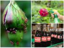 Koolzuurhoudende dranken van bladluizen