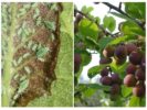 Aphid pesuallas
