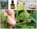 Folkmedicijnen voor bladluizen