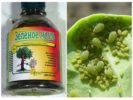 Green Soap Laban sa Aphids