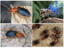 Lifestyle ng Beetle