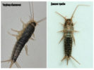 Silverfish ทั่วไปและ thermobia ภายในบ้าน