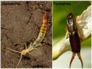 Doppia coda e earwig