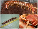 Scolopendra gigante
