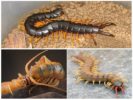 Krimin Scolopendra